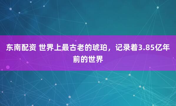 东南配资 世界上最古老的琥珀，记录着3.85亿年前的世界